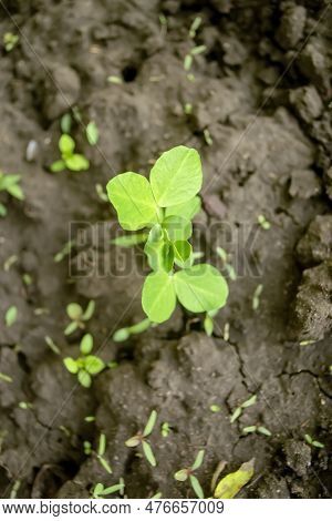 Young Pea Plant. A Young Pea Plant In The Garden. Pea Bush In Early Spring.