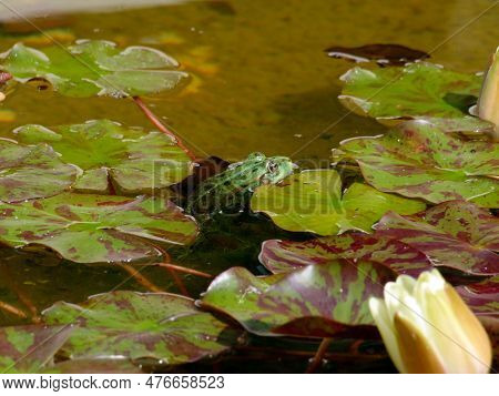Close-up Shot Of A Common Water Frog Or Green Frog Swimming In Water In Summer