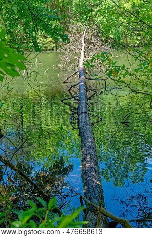 A Large Bare Tree Fallen Across The River From Shoreline To Shoreline With Half The Trunk Being Subm