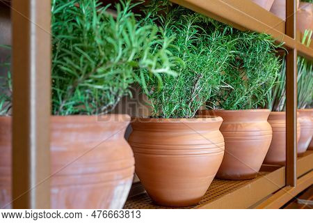 Fresh Rosemary Plants Growing In The Clay Pots At Home, Cooking Ingredient, Aromatic Seasoning