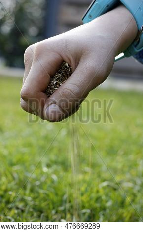 Close Up Of A Dirty Boy's Hand Dropping Grass Seeds Into The Lawn In The Garden. Overseeding Green L