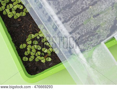 Close-up Of Small Basil Plants In A Green Plastic Hotbed Cultivated At Home. Young Basil Shoots In A