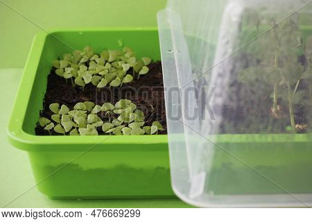 Close-up Of Small Basil Plants In A Green Plastic Hotbed Cultivated At Home. Young Basil Shoots In A