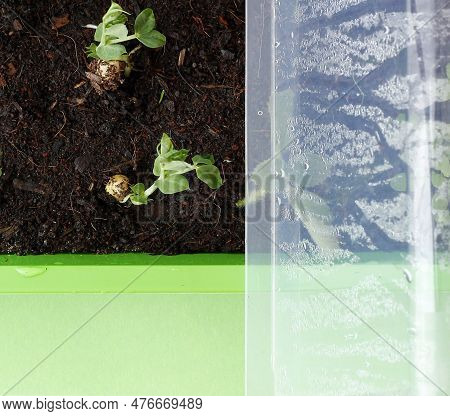 Top View Of Small Pea Plants In A Green Plastic Hotbed Cultivated At Home. Young Pea Shoots In A Hom