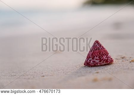 Beautiful Colorful Sea Shell Of Marine Gastropod Mollusk Turban Snail Turbinidae, Top Snail, Pyramid