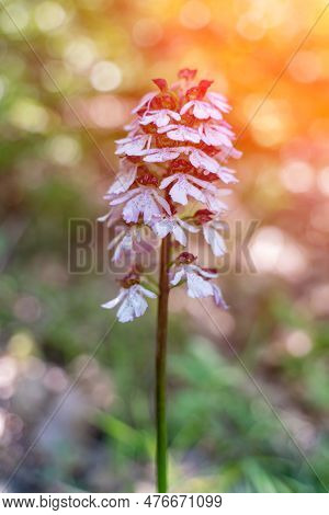 Crimean Orchid Yatryshnik. Orchid Baltic Iberika Wild Flower. High Quality Photo.