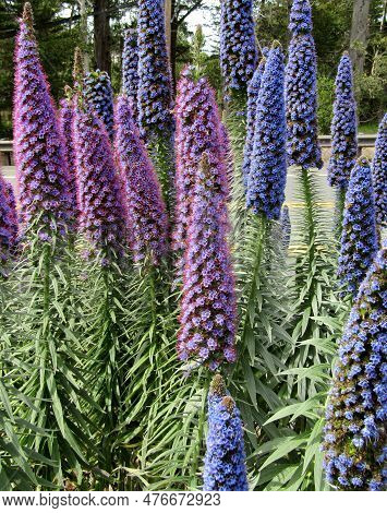 Tall Blue And Purple Flower Spikes Of Pride Of Madeira Or Echium Candicans In California, Monterey C