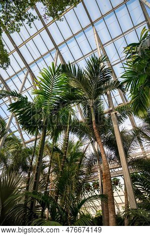 Cultivation Of Differenent Tropical And Exotic Indoor Palms And Evergreen Plants In Glasshouse In We