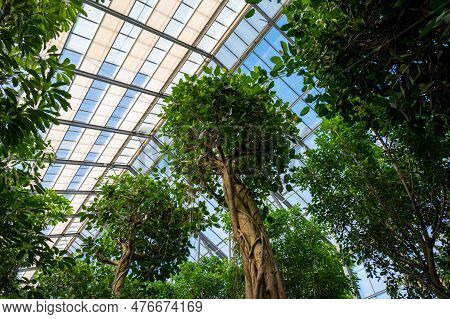 Cultivation Of Differenent Tropical And Exotic Indoor Palms And Evergreen Plants In Glasshouse In We