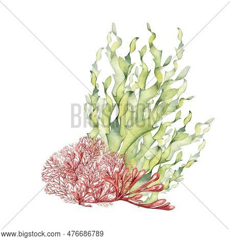 Sea Plants, Coral Watercolor Illustration Isolated On White Background. Pink Agar Agar Seaweed, Lami