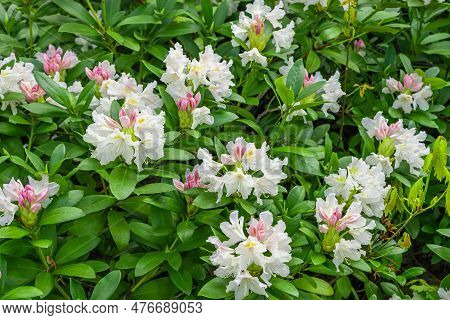 Light Pink Rhododendron Caucasicum On A Background Of Green Leaves