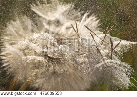 Tragopogon Pseudomajor. Big Dandelion In The Rain In The Background Light