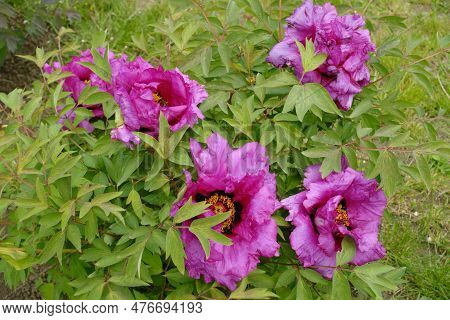 Pink Flowers In The Leafage Of Tree Peony In May