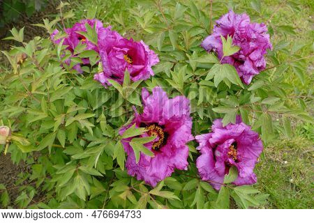 Vibrant Pink Flowers Of Tree Peony In May