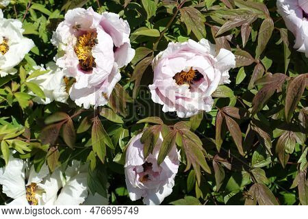 Bees Pollinating White Flowers Of Purple Leaved Tree Peonies In April