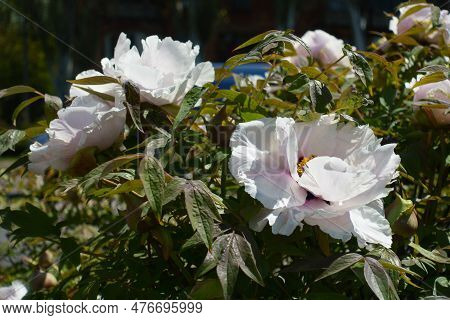 Big White Flowers Of Purple Leaved Tree Peonies In April