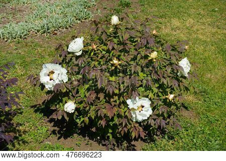 Bush Of Purple Leaved Tree Peonies In Bloom In April