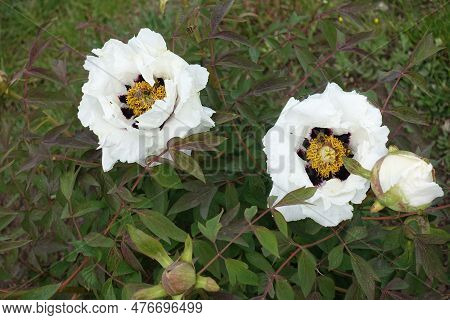 Pair Of White Flowers Of Purple Leaved Tree Peonies In May