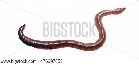 Lumbricus Terrestris On A White Isolated Background