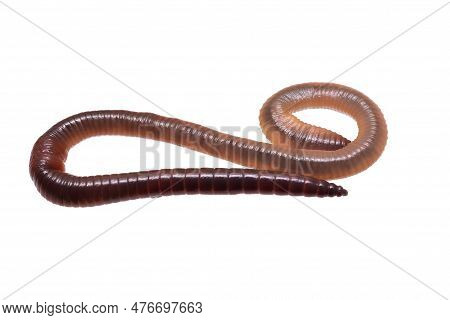 Lumbricus Terrestris On A White Isolated Background