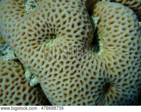 Lesser Star Coral (goniastrea Edwardsi) Undersea, Red Sea, Egypt, Sharm El Sheikh, Nabq Bay