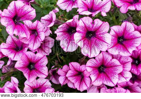 Plant Petunia Flower With Blooming Dark Pink Petals.