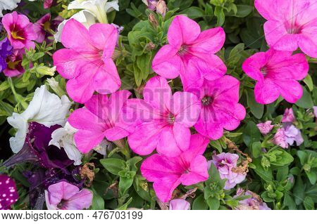 Plant Petunia Flower With Blooming Dark Fuchsia Pink Petals.