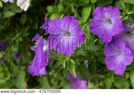 Plant Petunia Flower With Blooming Dark Lilac Petals.