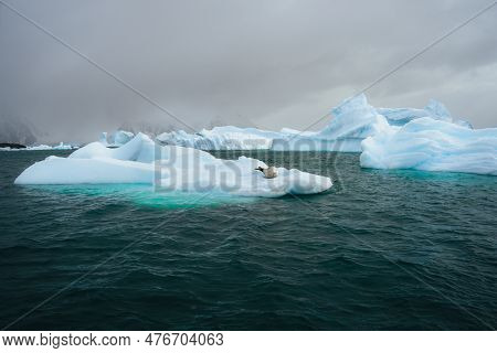Crabeater Seal, Lobodon Carcinophaga, In Antarctica Resting On Drifting Pack Ice Or Icefloe Between 