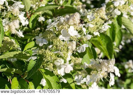 Flowers In Inflorescences Of A Dwarfish Hydrangea Paniculata. Luxuriantly Blooming Thickets.