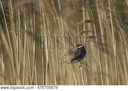 Male Reed Bunting (emberiza Schoeniclus) Perched On The Stem Of A Reed At The Ham Wall Nature Reserv