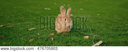 Cute Red Rabbit On Green Grass With Natural Bokeh As Background During Sunset. Young Adorable Bunny 