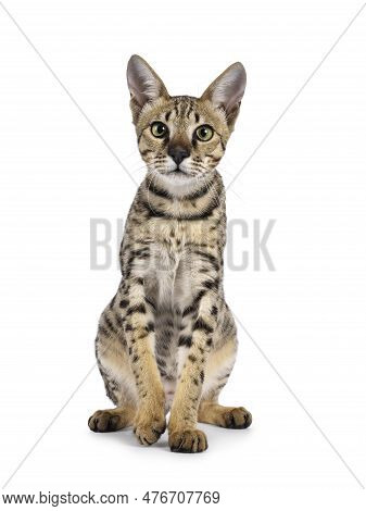 Beautiful F5 Savannah Cat Sitting Up Facing Front. Looking Curious Straight At Camera. Isolated On A