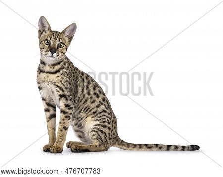 Beautiful F5 Savannah Cat Sitting Up Side Ways. Looking Curious Straight At Camera. Isolated On A Wh