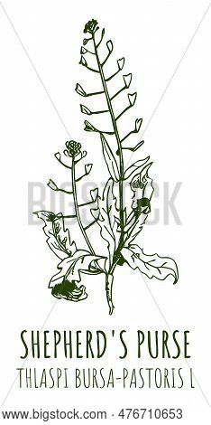 Drawings Shepherd\'s Purse . Hand Drawn Illustration. Latin Name Thlaspi Bursa-pastoris L.