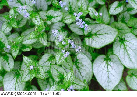 Brunnera Jack Frost - Siberian Bugloss Blooming Garden Plant With Blue Flowers And Green And Silver 