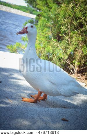 White Goose, Background Of Bushe And River