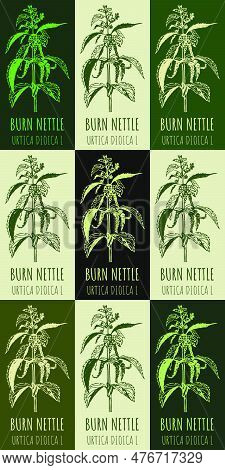 Set Of Vector Drawing Of Burn Nettle  In Various Colors. Hand Drawn Illustration. Latin Name Urtica 
