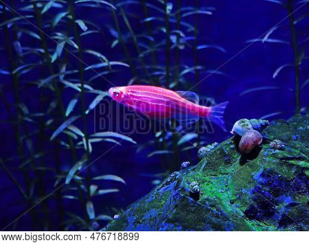 Aquarium Fish Danio Glo On A Blue Background