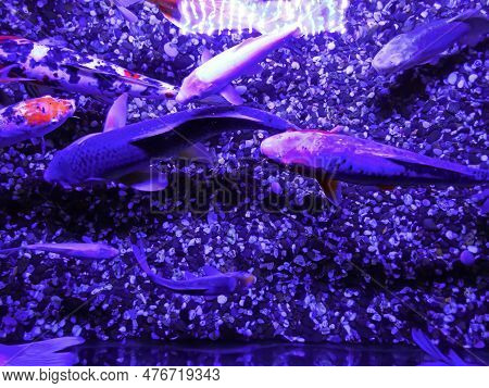 Multicolored Orange Red White Japanese Carps With Open Mouths In A Chinese Pond Begging For Food