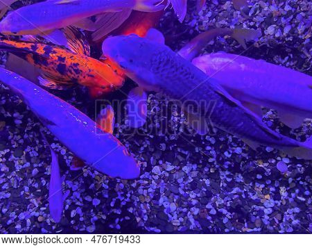 Multicolored Orange Red White Japanese Carps With Open Mouths In A Chinese Pond Begging For Food