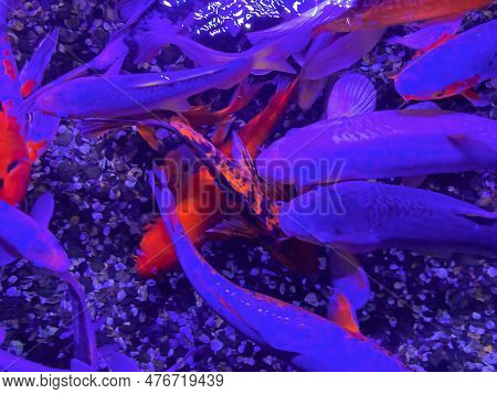 Multicolored Orange Red White Japanese Carps With Open Mouths In A Chinese Pond Begging For Food