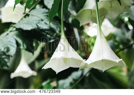A Blooming Shrub Osa Pulchra With A Beautiful White Buds.exotic Flowering Shrubs Of The Botanical Ga