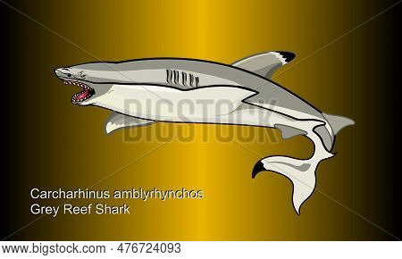 Grey Reef Shark On Abstract Background - Illustration, 
Shark On A Gold Background