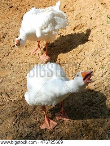 Two Geese Attacking. This Photographer Should Leave Their Property. Germany