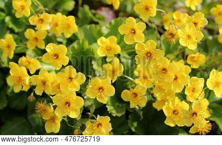 Yellow Waldsteinia Ternata Flowers In Springtime. Barren Strawberry