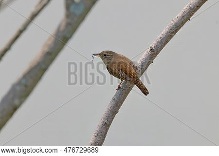 The House Wren (troglodytes Aedon) Is  The Most Widely Distributed Native Bird In The Americas