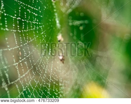Closeup Of Dew On Spider Web With Blurred Background.