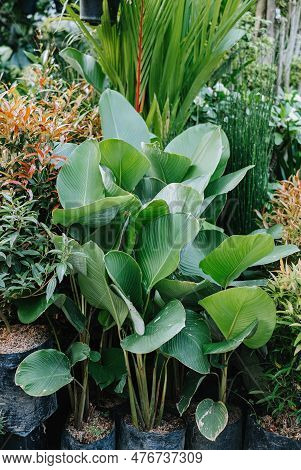 Portrait Or Vertical Shot Of A Bunch Of Calathea Lutea On A Poly Bag With Bokeh Or Blurred Backgroun