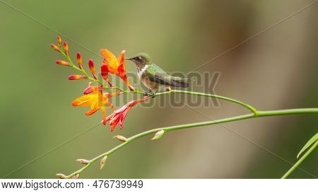 A Female Volcano Hummingbird Sitting And Feeding On A Flower